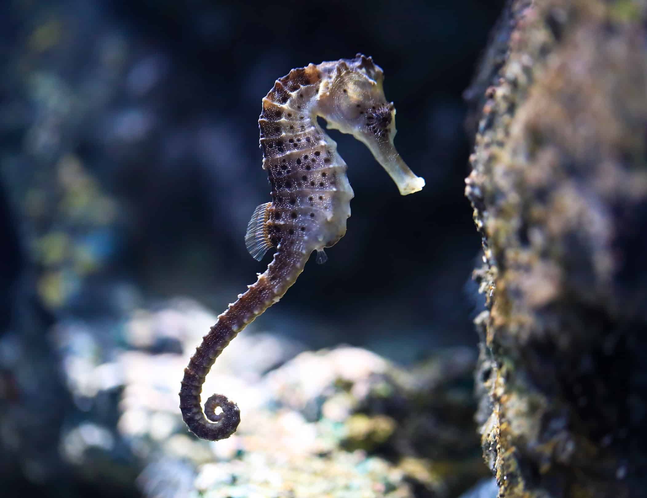 6 Friendly Marine Species of the Gulf Coast (And Where to See Them!)