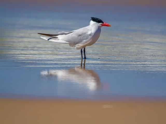 Tern 6 Friendly Marine Species of the Gulf Coast