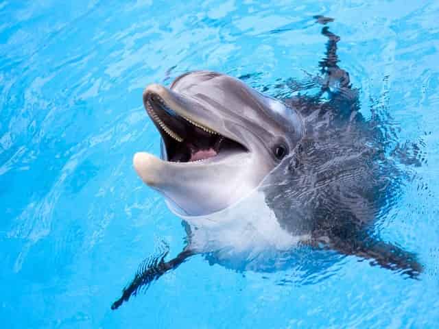 Friendly Gulf Coast dolphin 6 Friendly Marine Species of the Gulf Coast