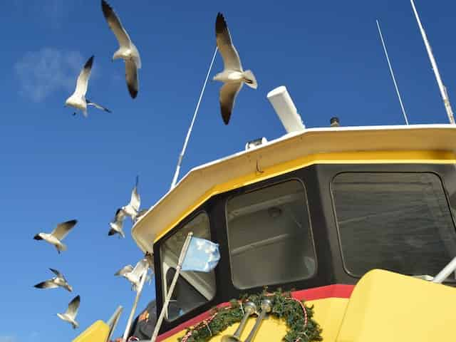 seagulls flying over a dolphin cruise