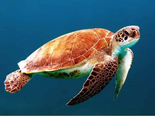 gulf coast sea turtle