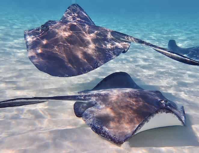 6 Friendly Marine Species of the Gulf Coast (And Where to See Them!)