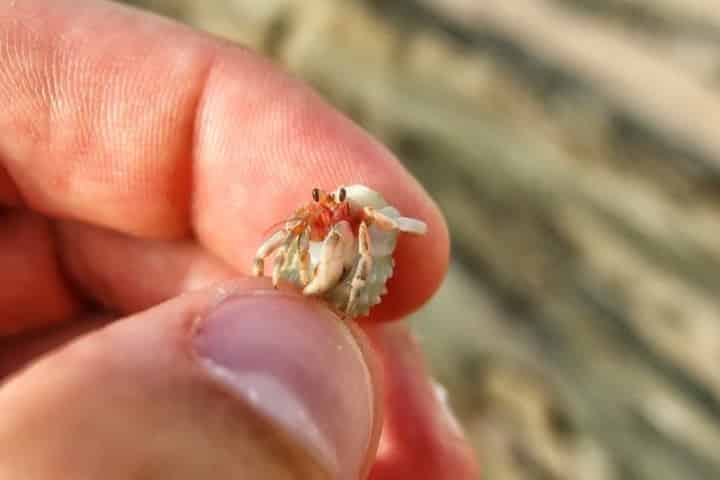 6 Friendly Marine Species of the Gulf Coast (And Where to See Them!)