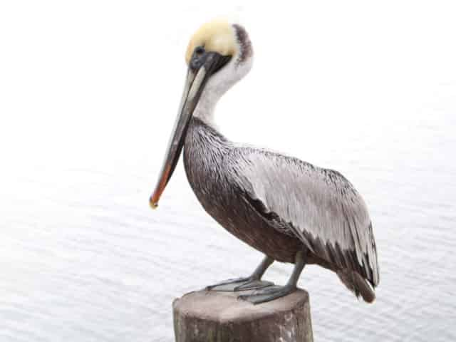 friendly gulf coast pelican