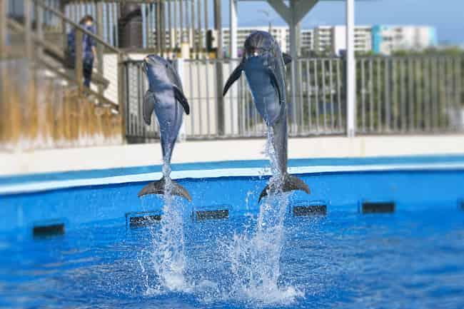 dolphins jumping at gulfarium marine adventure park