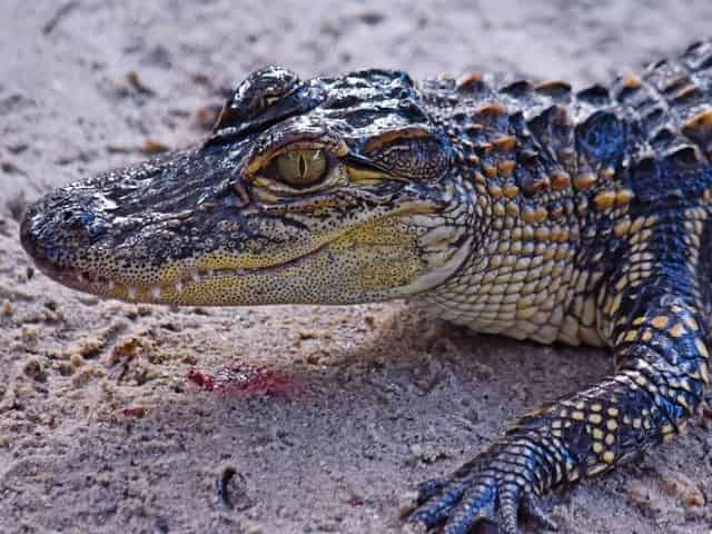 baby alligator at fudpuckers in destin