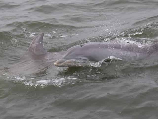 Dolphin tour 7 Awesome Savannah Things To Do in Winter