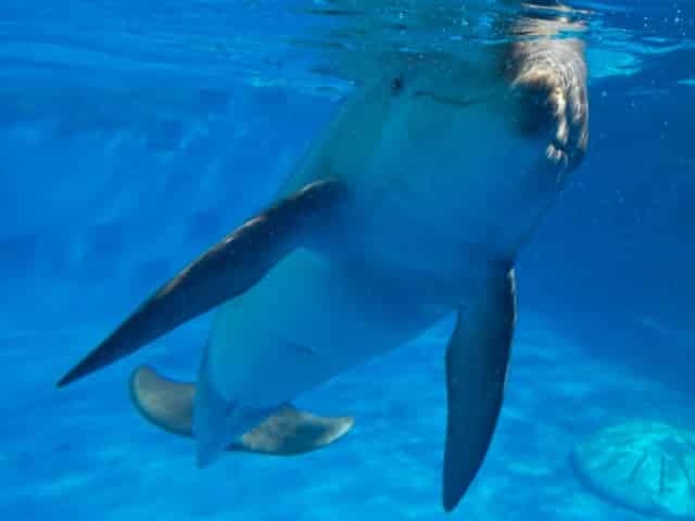 friendly dolphin at gulf world marine park