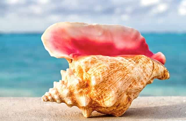 Conch-Shell