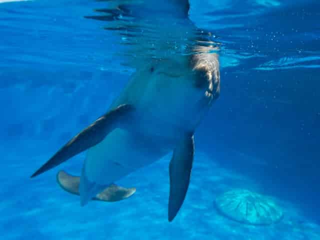 dolphin at the gulfarium marine adventure park