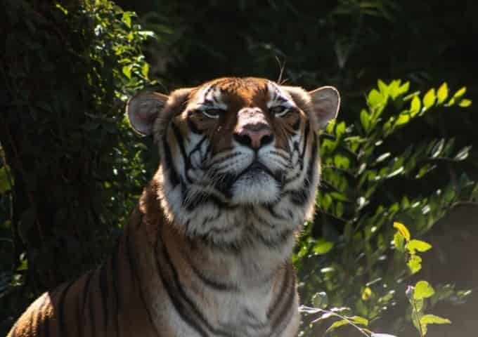 audubon zoo tiger