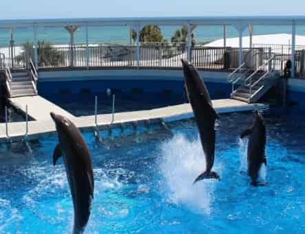 Military Discounts in Destin, FL (2025): Tours, Tickets & Family Fun