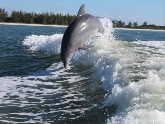 dolphin cruise boat tour in pensacola beach