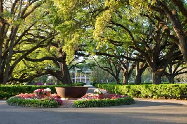 oak alley plantation entrance