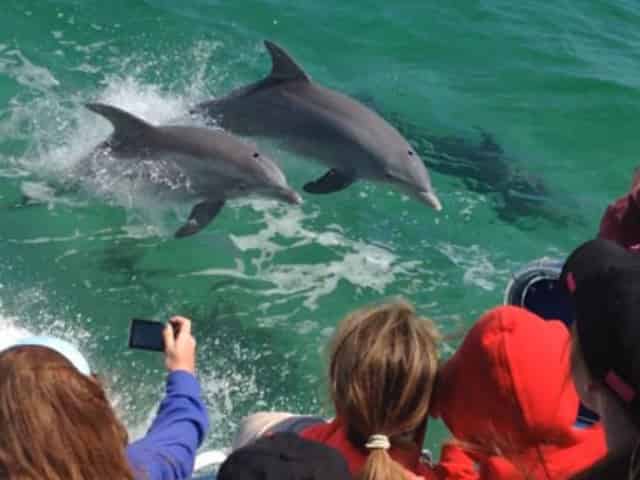 pensacola beach dolphin cruise