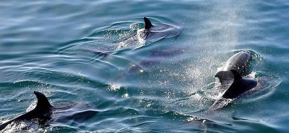 Top 9 Dolphin Cruises in Miramar Beach, FL