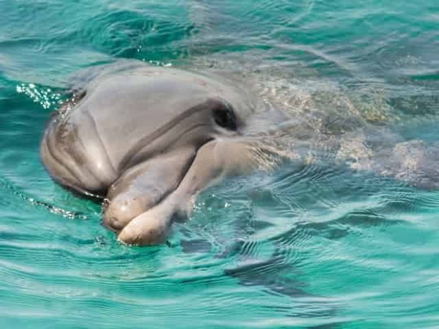 friendly dolphin on a pensacola dolphin cruise