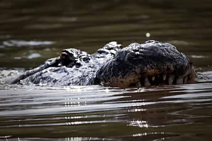 alligator in a louisiana swamp