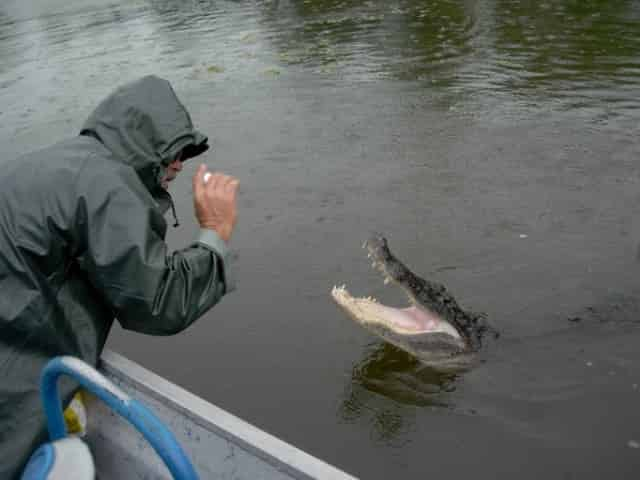 alligator sighted on airboat adventure