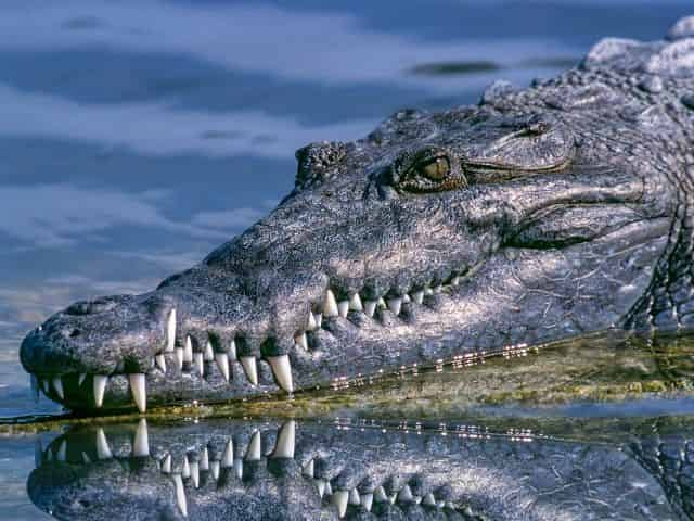 alligator seen on an airboat tour