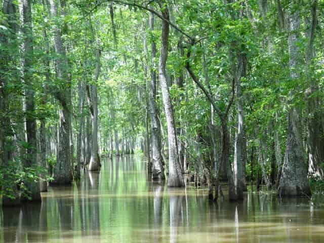 untouched nature seen from a louisiana airboat tour