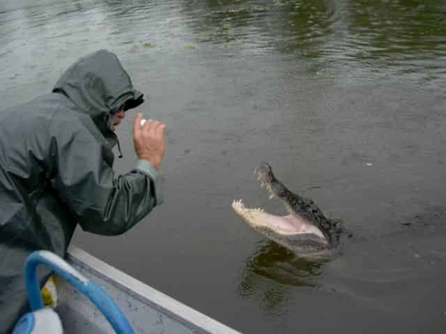 tour guide feeds louisiana alligator a marshmallow