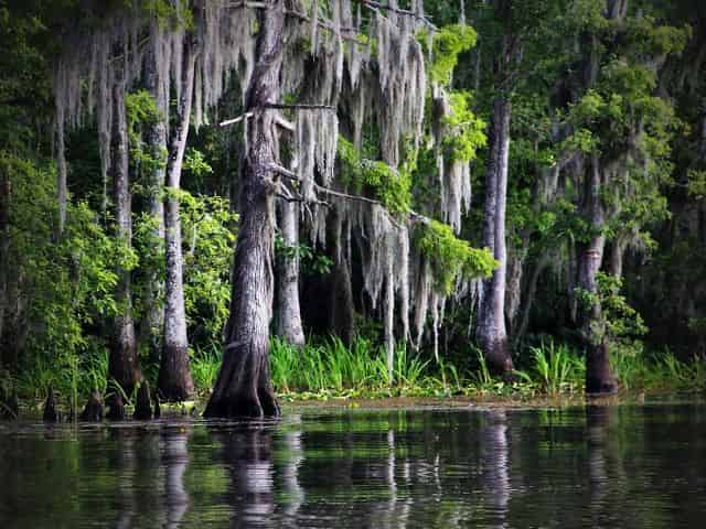 view from a louisiana airboat tour