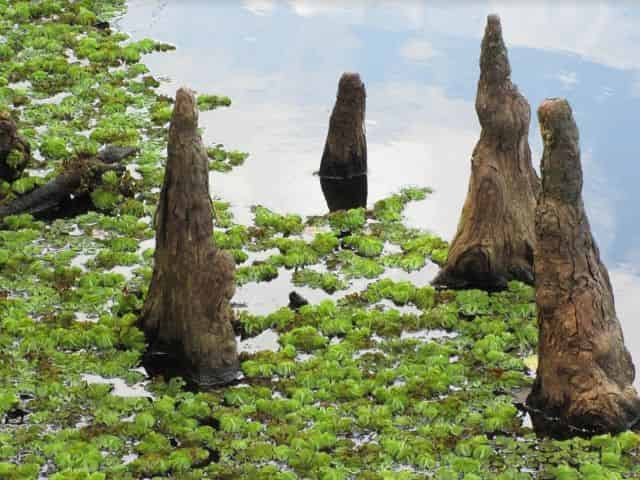 cypress tree knees as seen on an airboat tour