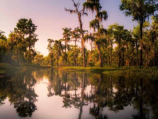 unforgettable views from a louisiana swamp tour