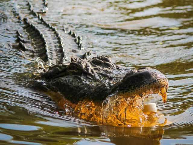 alligators and other wildlife seen from a louisiana airboat tour