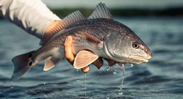 Fishing the Bay - On The Water