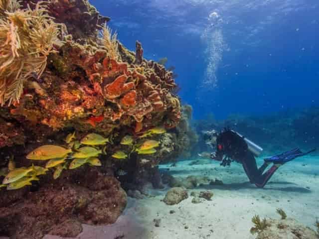 scuba diving biscayne national park