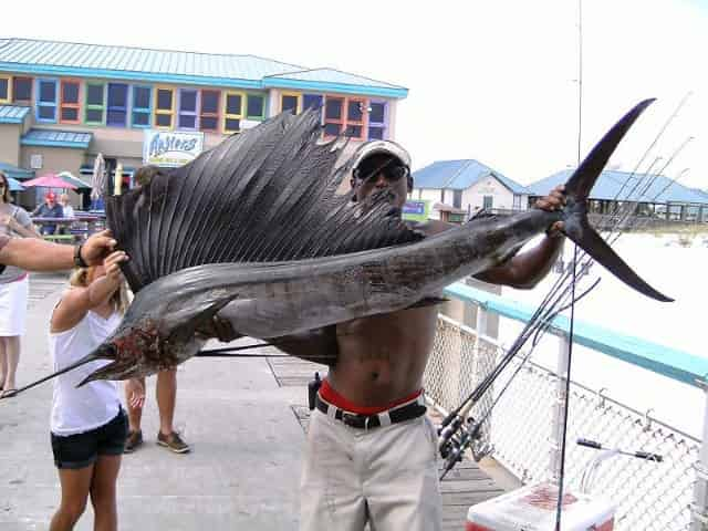 sailfish-caught-on-okaloosa-island-pier