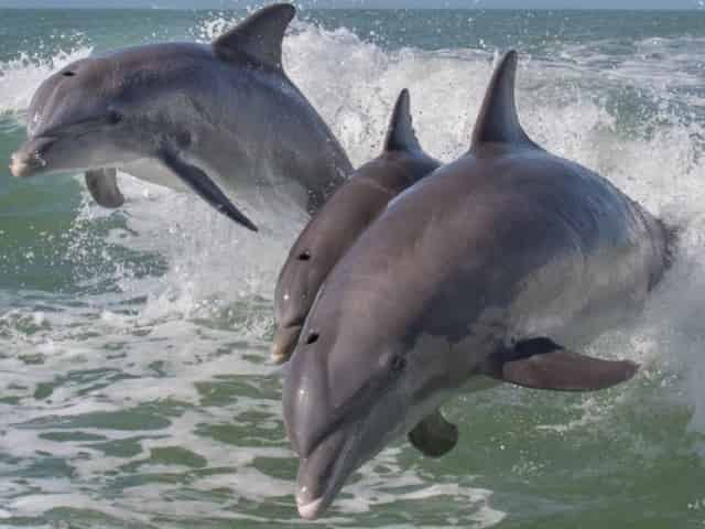 bottlenose dolphins jumping out of the water