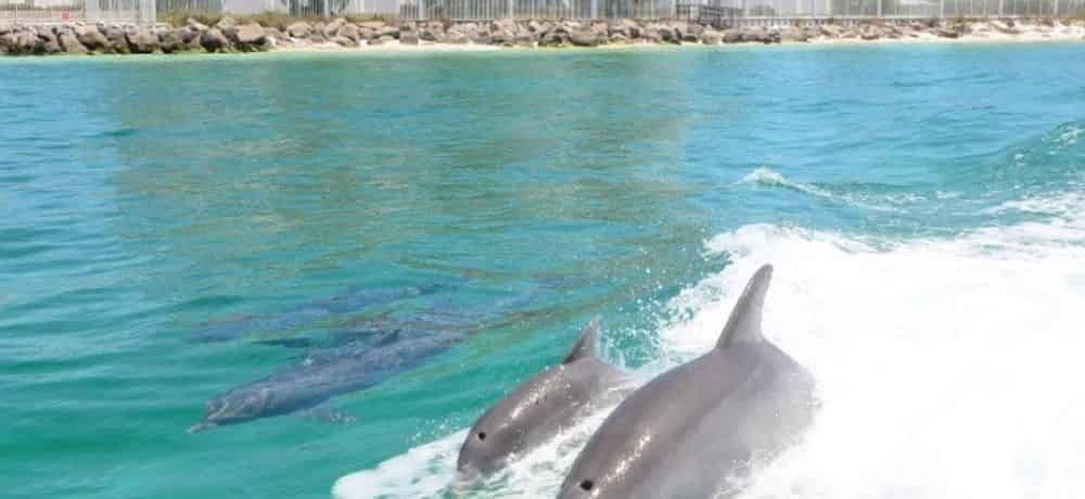 Best Time to Take a Dolphin Cruise [And How to Book Tickets]