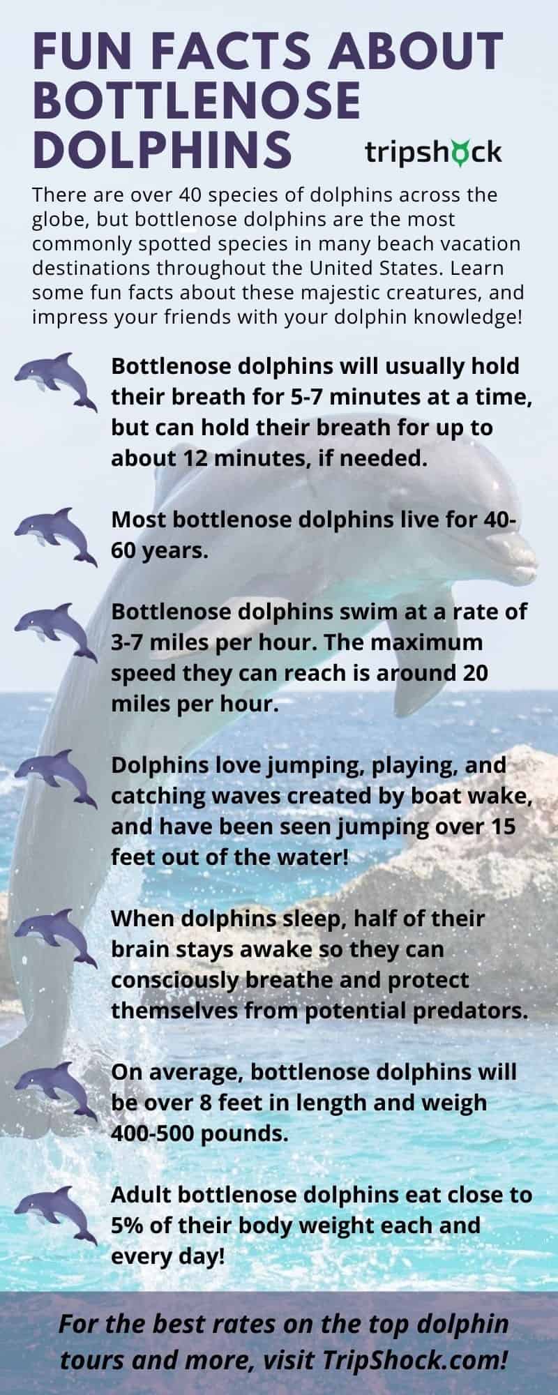 fun facts about dolphins