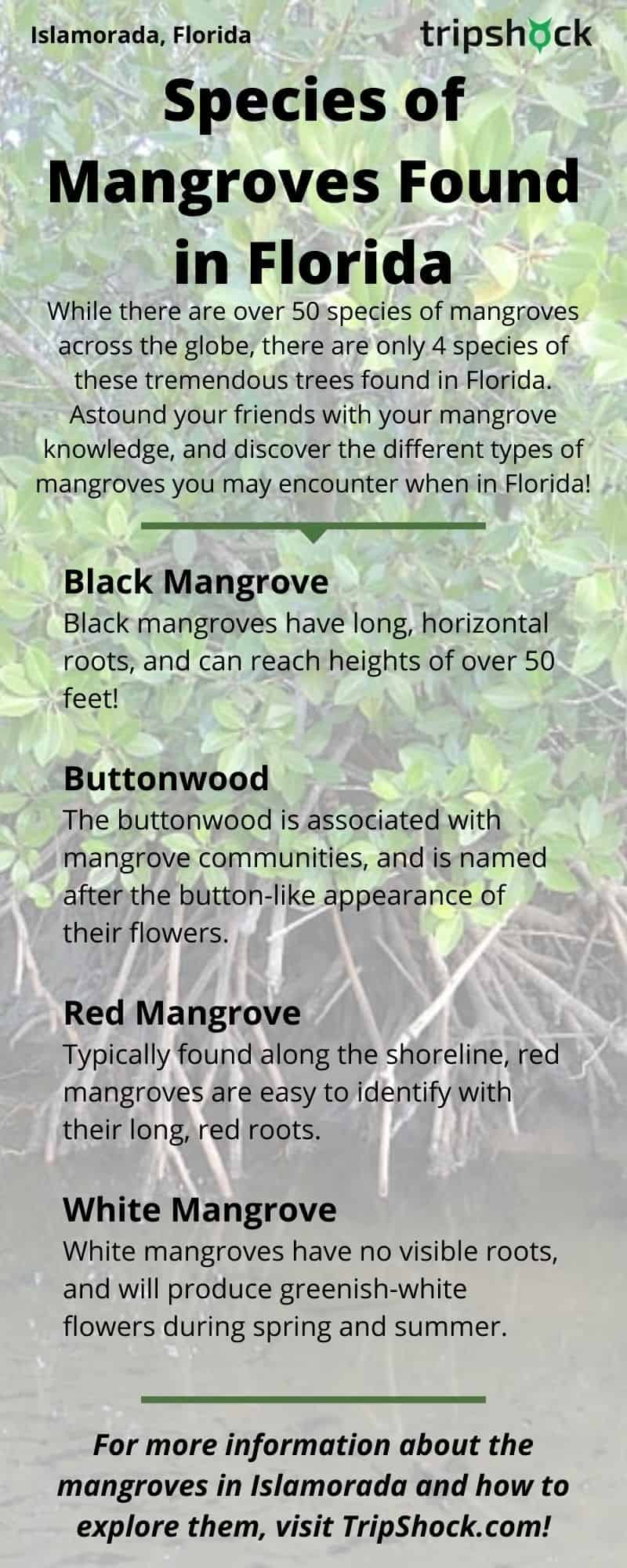 Mangroves of Islamorada, FL - 5 Best Ways to Explore