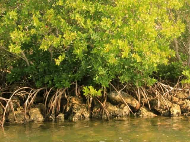 Mangroves of Islamorada, FL - 5 Best Ways to Explore