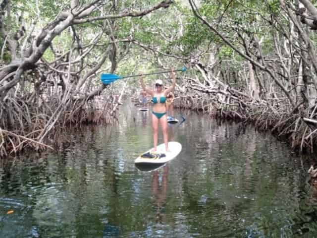 Mangroves of Islamorada, FL - 5 Best Ways to Explore