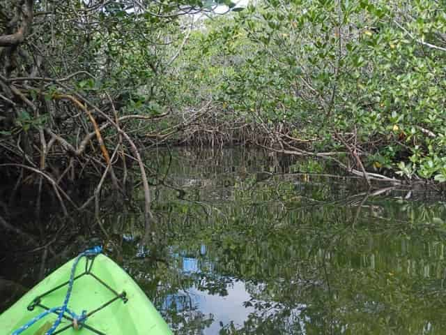 Mangroves of Islamorada, FL - 5 Best Ways to Explore