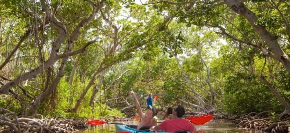 Mangroves of Islamorada, FL - 5 Best Ways to Explore