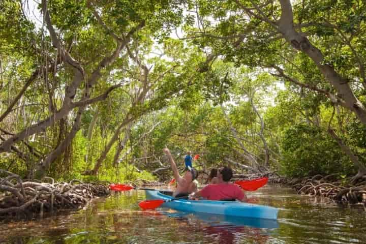 Mangroves of Islamorada, FL - 5 Best Ways to Explore