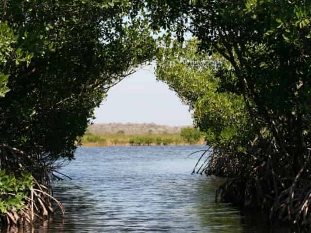 Mangroves of Islamorada, FL - 5 Best Ways to Explore