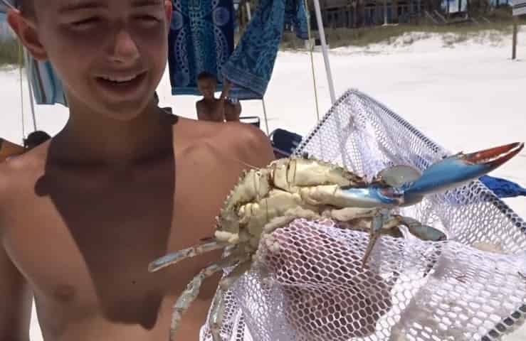 boy catches a blue crab on destin beach