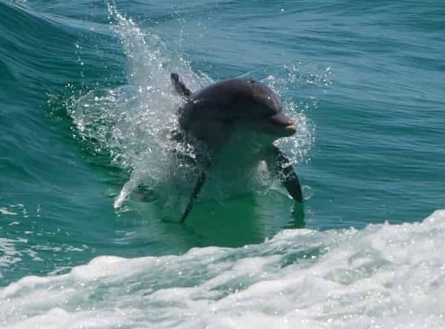 dolphins seen on destin dolphin cruise