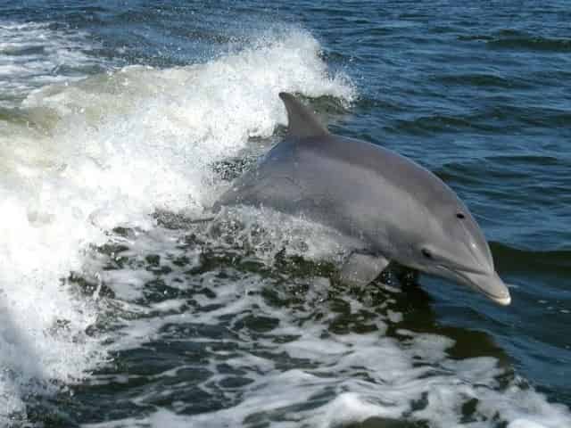 dolphin spotted on a Hilton Head dolphin cruise