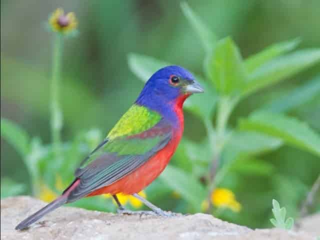 painted bunting in Hilton Head, SC