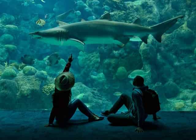 Couple looking at shark at Florida Aquarium