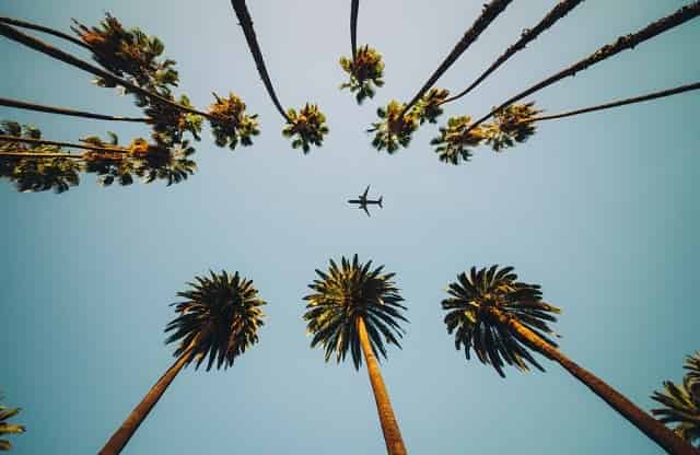 Palm trees and aircraft flying
