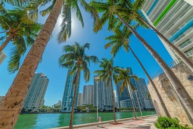 Palm trees and skyscrapers in Miami Riverwalk